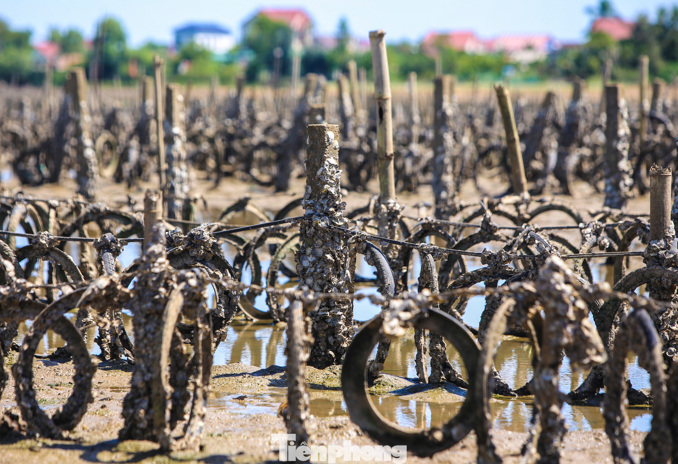 Theo thống kê, dọc bờ sông Rác đoạn qua huyện Cẩm Xuyên có gần 30 ha mặt nước bị người dân chiếm dụng để nuôi hàu tự phát. Tình trạng này khiến luồng lạch giao thông đường thủy dần bị thu hẹp, gây mất an toàn cho tàu thuyền qua lại.