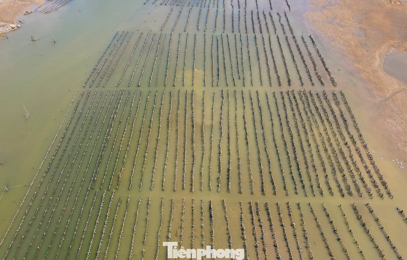 “Người nuôi hàu cắm cọc ra giữa lòng sông khiến tàu thuyền qua lại gặp nguy hiểm, nhất là vào ban đêm, nước triều che lấp các trụ, rất khó phát hiện”, người dân địa phương cho hay.