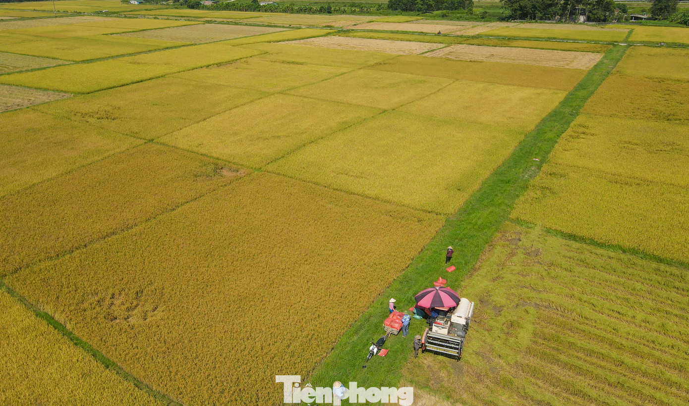 Lúa chín vàng ươm trên các cánh đồng ở huyện Cẩm Xuyên, Can Lộc, Thạch Hà, Kỳ Anh... Những chiếc máy gặt hoạt động hết công suất cả ngày lẫn đêm để thu hoạch lúa.