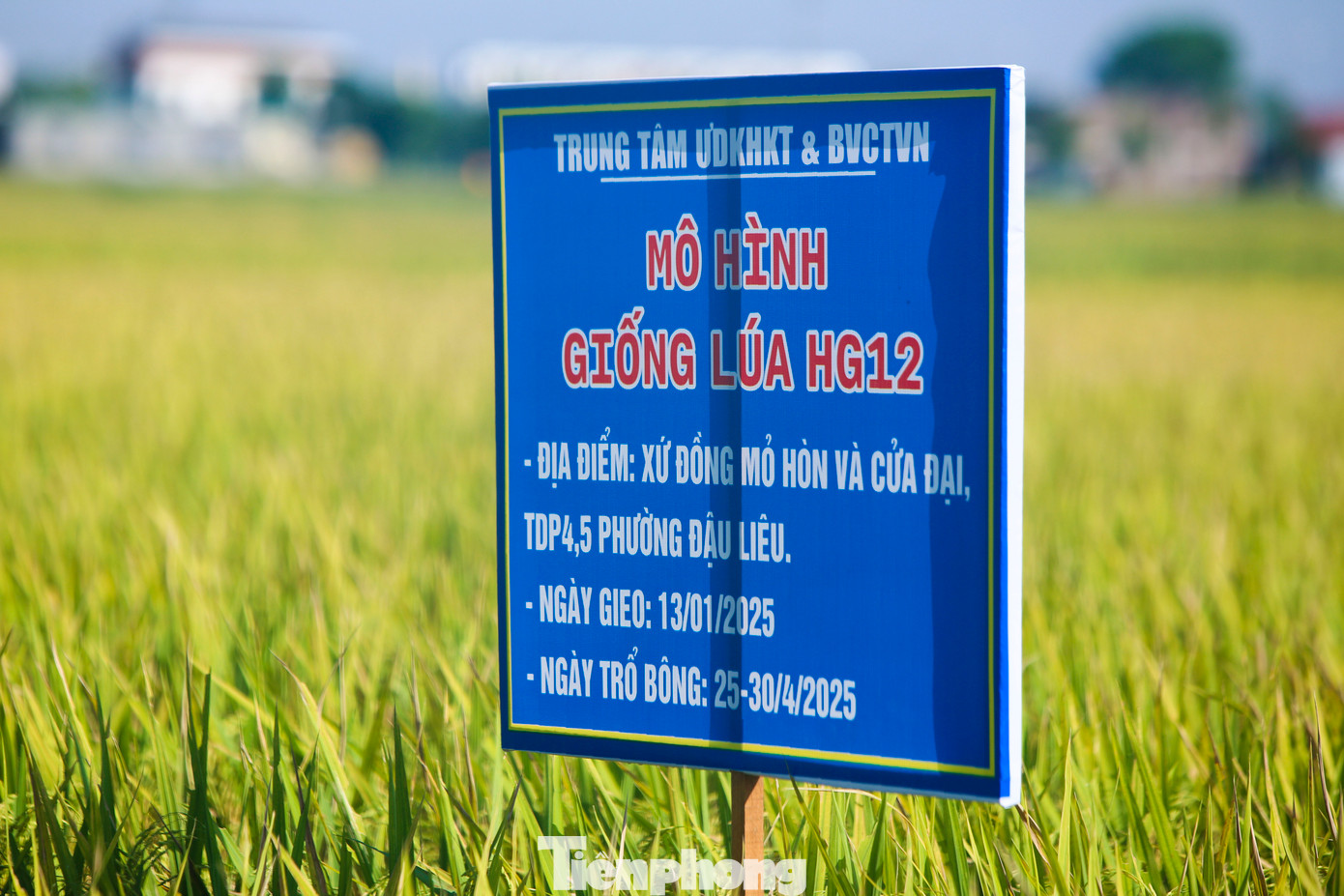 Theo Chi cục Trồng trọt và Chăn nuôi - Sở Nông nghiệp và Môi trường tỉnh Hà Tĩnh, đến nay toàn tỉnh đã thu hoạch được hơn 7.000/59.200 ha lúa xuân. Tất cả các trà lúa đã vào giai đoạn thu hoạch tập trung. Dự ước, năng suất bình quân đạt 61,75 tạ/ha, cao hơn vụ xuân 2024 là 0,58 tạ/ha.