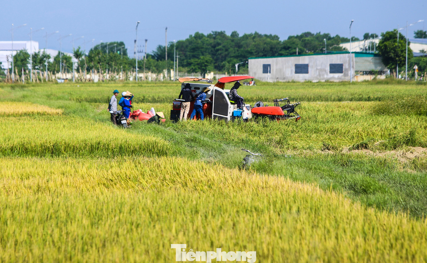 Lúa chín vàng ươm trên các cánh đồng ở huyện Cẩm Xuyên, Can Lộc, Thạch Hà, Kỳ Anh... Những chiếc máy gặt hoạt động hết công suất cả ngày lẫn đêm để thu hoạch lúa.