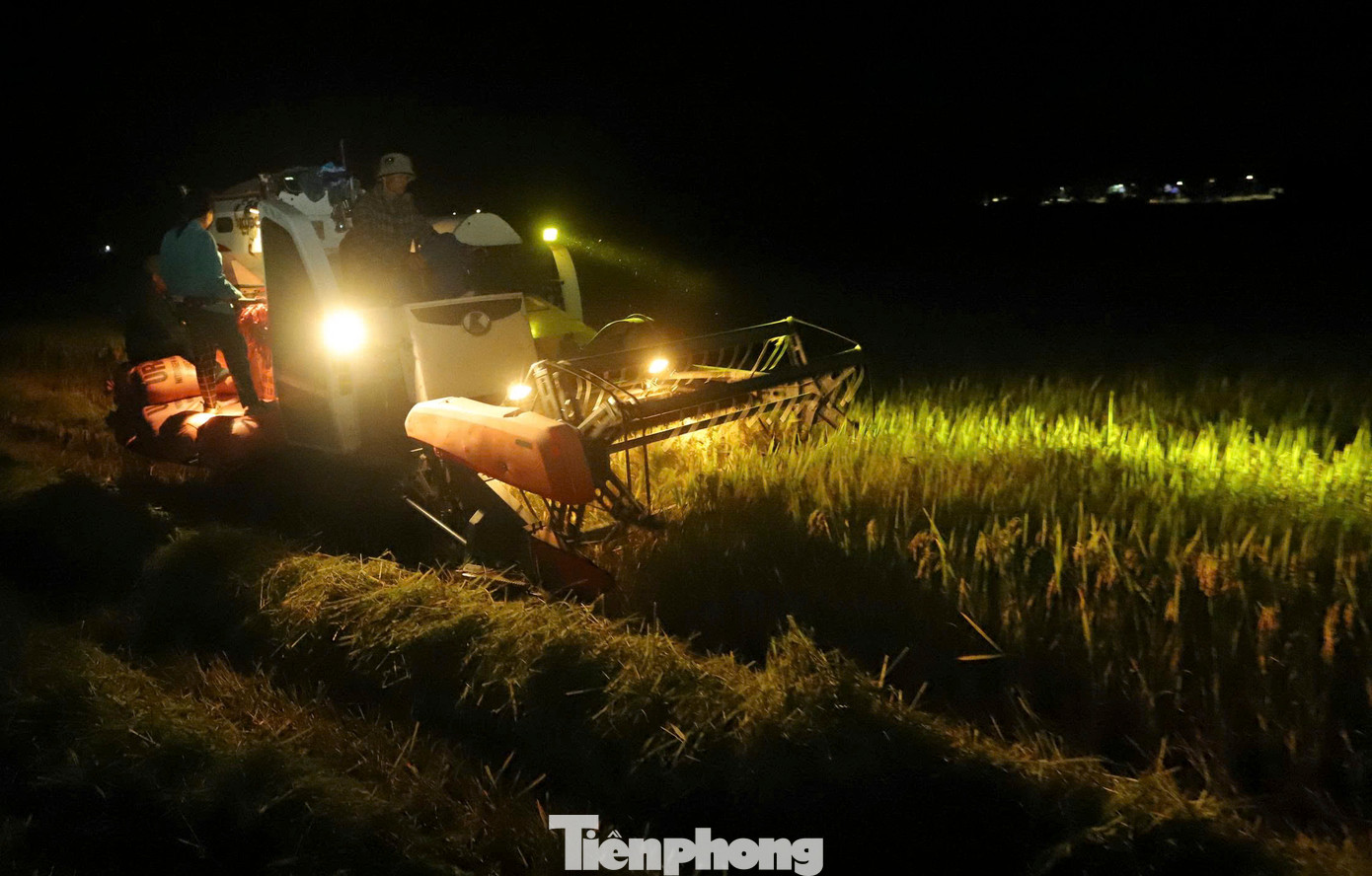 Cùng với gặt ngày, để tránh nắng, nhiều gia đình chuyển sang thu hoạch lúa vào buổi tối. Tùy vào vị trí, tình trạng ruộng, giá gặt mỗi sào lúa ở mức 150.000 đồng song trên khắp các cánh đồng, việc thu hoạch lúa diễn ra nhộn nhịp.
