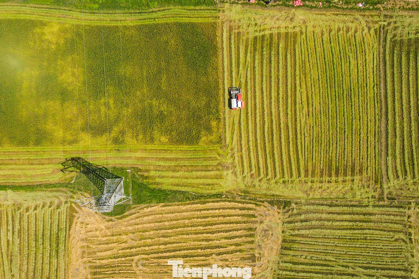 Lúa chín vàng ươm trên các cánh đồng ở huyện Cẩm Xuyên, Can Lộc, Thạch Hà, Kỳ Anh... Những chiếc máy gặt hoạt động hết công suất cả ngày lẫn đêm để thu hoạch lúa.