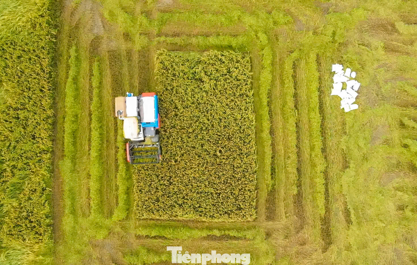 Theo nhiều nông dân, vụ mùa năm nay thời tiết thuận lợi, chưa gặp phải các đợt mưa lũ sớm nên lúa đạt năng suất cao. Cùng với đó, giá lúa khá cao khiến nông dân rất phấn khởi.