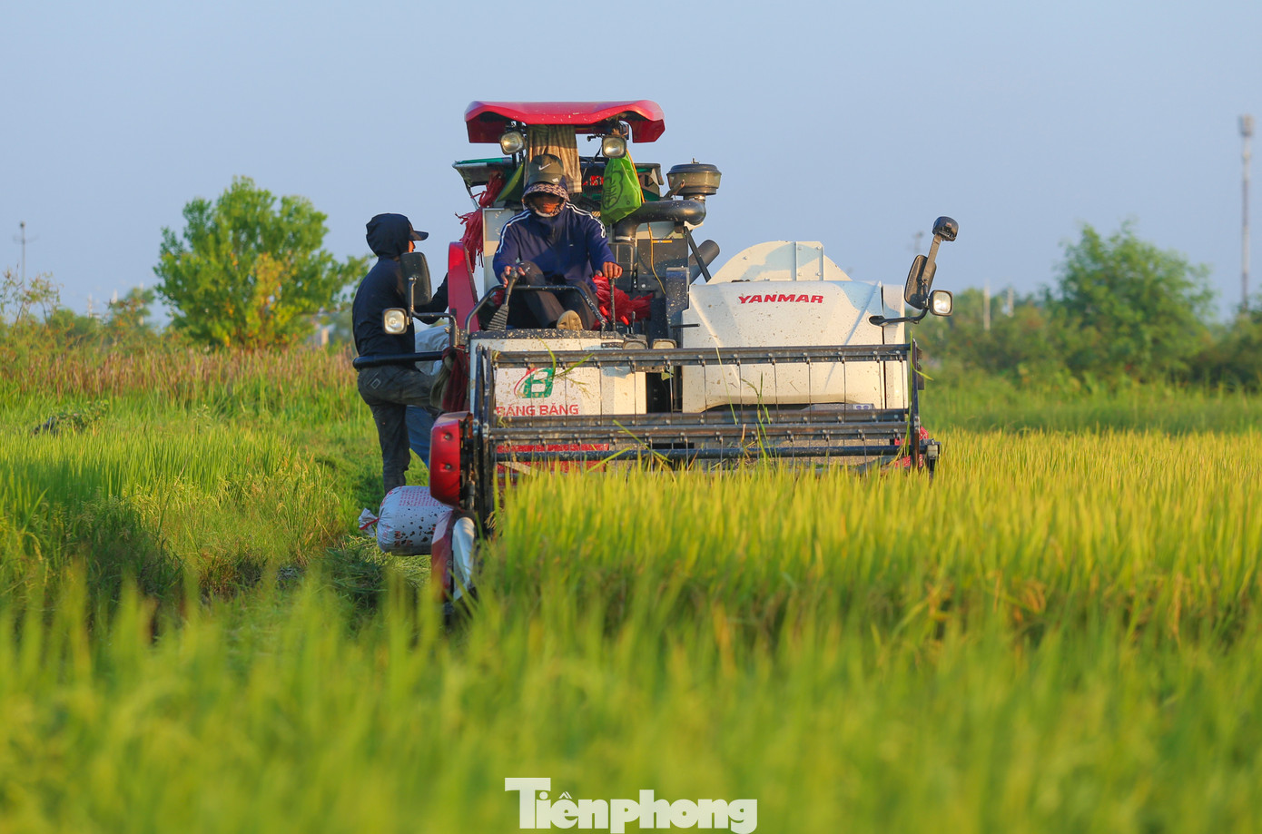 Những ngày này, Hà Tĩnh bắt đầu bước vào vụ thu hoạch lúa xuân tập trung. Trên khắp cánh đồng, tiếng máy gặt rền vang hòa cùng nhịp lao động hối hả.