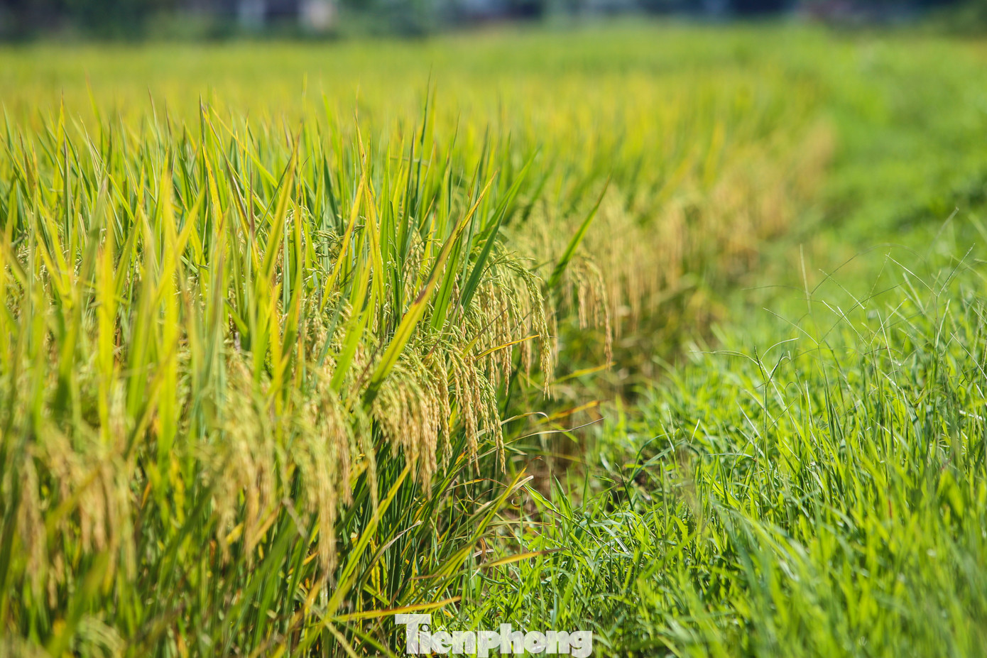 Vụ mùa này, người dân Hà Tĩnh trồng chủ yếu các giống lúa Xuân Mai 12, Khang Dân 18, Bắc Thịnh, Hương Bình, Thái Xuyên 111, Nhị Ưu, Lai thơm 6, Nếp 98… có thời gian sinh trưởng ngắn từ 100 - 110 ngày.