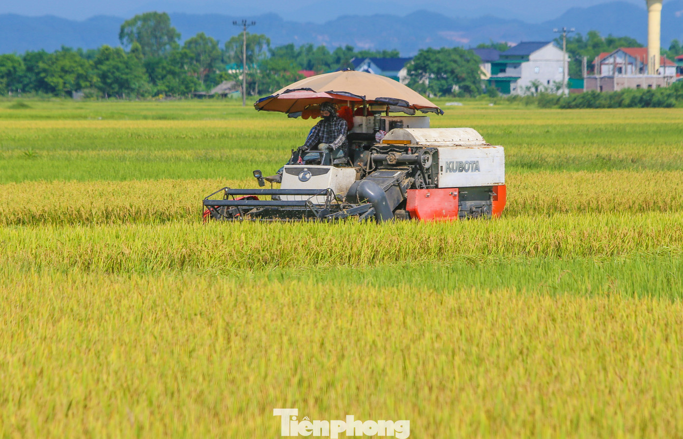 Theo Chi cục Trồng trọt và Chăn nuôi - Sở Nông nghiệp và Môi trường tỉnh Hà Tĩnh, đến nay toàn tỉnh đã thu hoạch được hơn 7.000/59.200 ha lúa xuân. Tất cả các trà lúa đã vào giai đoạn thu hoạch tập trung. Dự ước, năng suất bình quân đạt 61,75 tạ/ha, cao hơn vụ xuân 2024 là 0,58 tạ/ha.