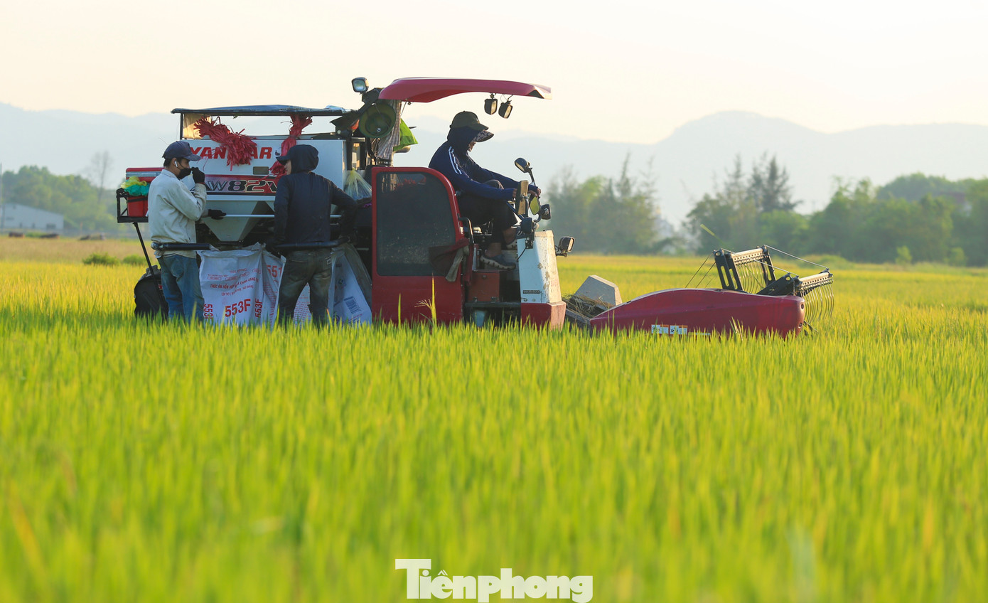 Theo Chi cục Trồng trọt và Chăn nuôi - Sở Nông nghiệp và Môi trường tỉnh Hà Tĩnh, đến nay toàn tỉnh đã thu hoạch được hơn 7.000/59.200 ha lúa xuân. Tất cả các trà lúa đã vào giai đoạn thu hoạch tập trung. Dự ước, năng suất bình quân đạt 61,75 tạ/ha, cao hơn vụ xuân 2024 là 0,58 tạ/ha.