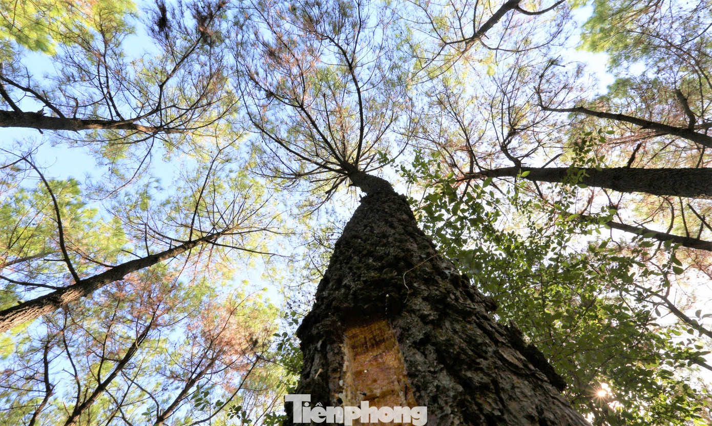 Dịch sâu róm gây ảnh hưởng nghiêm trọng đến quá trình sinh trưởng của rừng thông, giảm sản lượng nhựa.