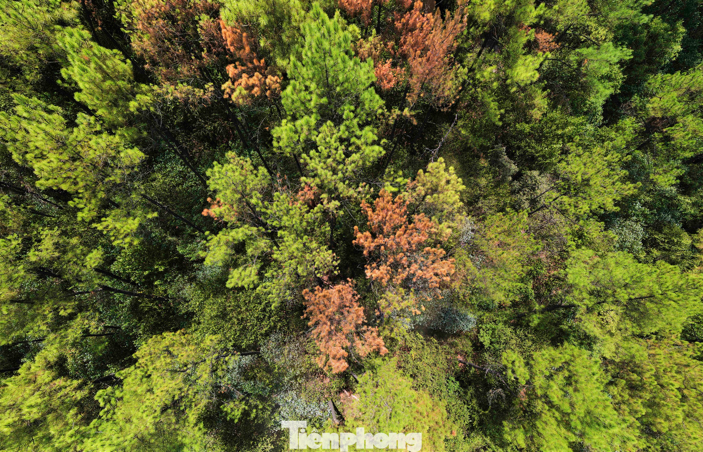 Sâu róm sinh trưởng, phát triển nhanh khiến nhiều phần diện tích ở các tiểu khu 95A, 96B, 103,123, 121, 122B và 124 bị vàng úa, trụi lá, nhiều cây bị chết.