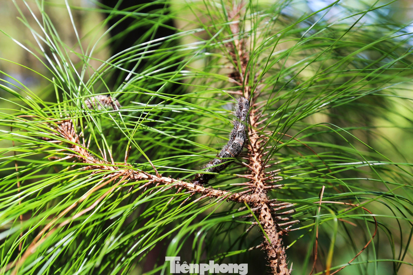 Nguyên nhân xuất hiện dịch sâu róm được xác định do độ ẩm lớn, kèm thời tiết mưa nắng thất thường. Sâu khi xuất hiện sẽ ăn lá, gây trụi lá.