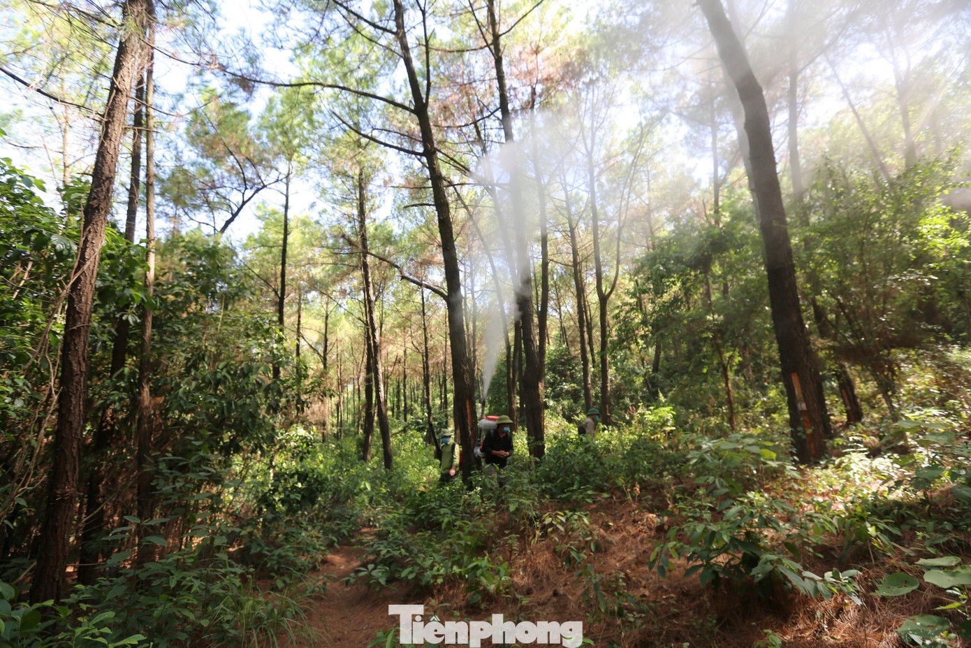 Lãnh đạo Ban Quản lý rừng phòng hộ Hồng Lĩnh cho biết, đây là đợt dịch sâu róm lớn nhất xảy ra trên khu vực rừng quản lý. Ngay khi phát hiện, ngành chức năng đã huy động người, máy móc và phun thuốc phòng trừ.