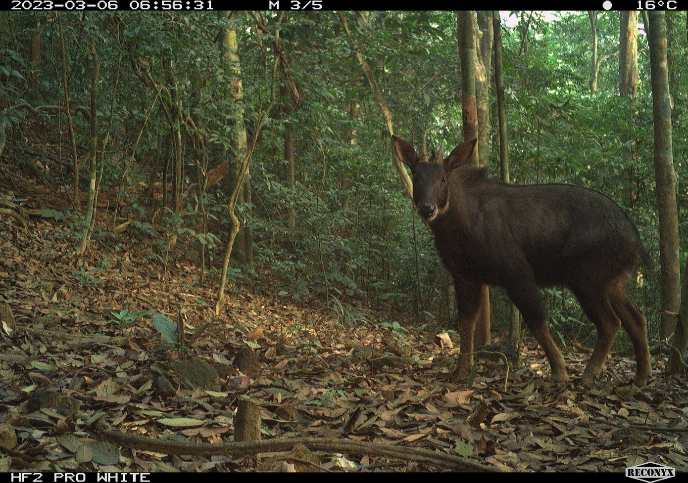 Đặc biệt, một số loài rất quan trọng cho công tác bảo tồn tại khu vực, cần có các phương án bảo vệ nghiêm ngặt, như: Mang lớn (một dạng hươu), mang Trường Sơn, thỏ vằn Trường Sơn, cầy vằn Bắc, voi châu Á.