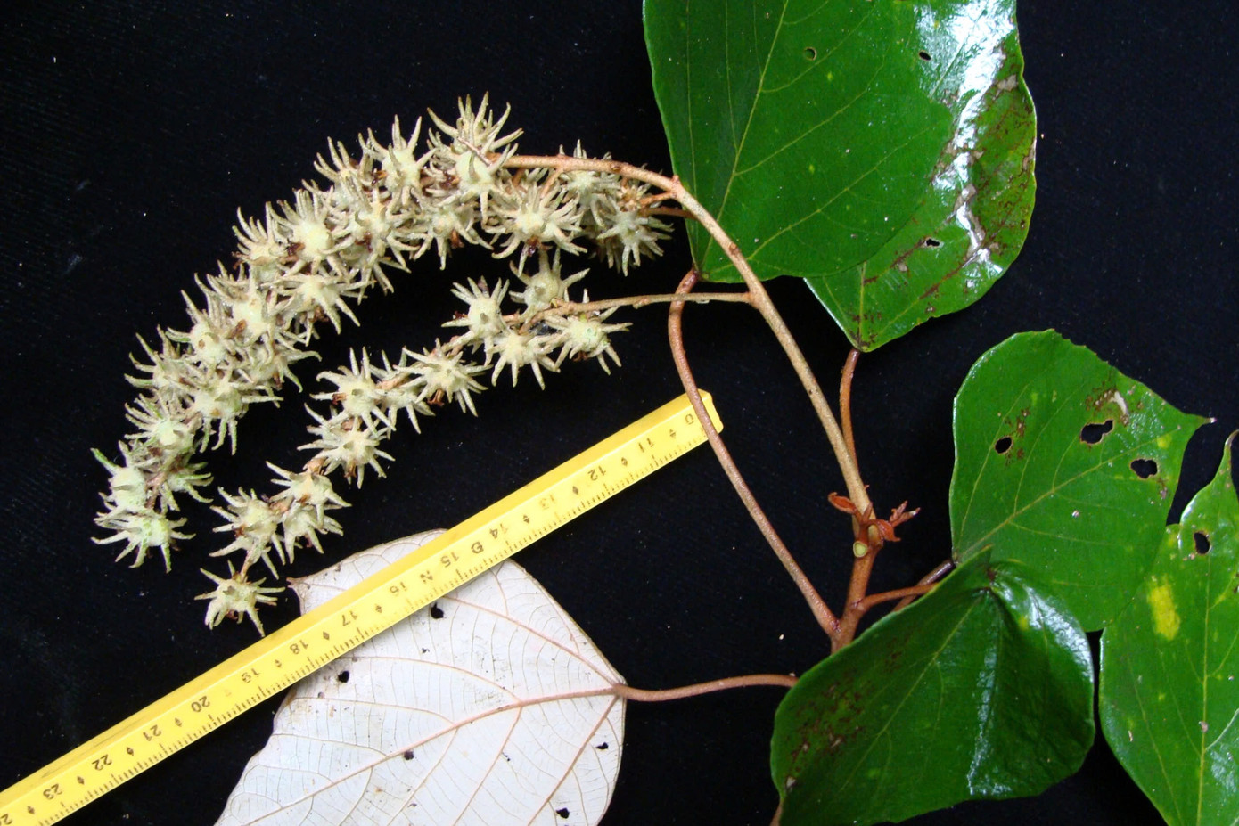 Nơi đây có các hệ sinh thái thực vật vô cùng đa dạng, phong phú. Rừng Kẻ Gỗ là xứ sở của nhiều loại hoa rừng rất đẹp như: hoa mộc lan, quế hương, tai tượng, tai trâu, nghinh xuân, phượng vĩ…