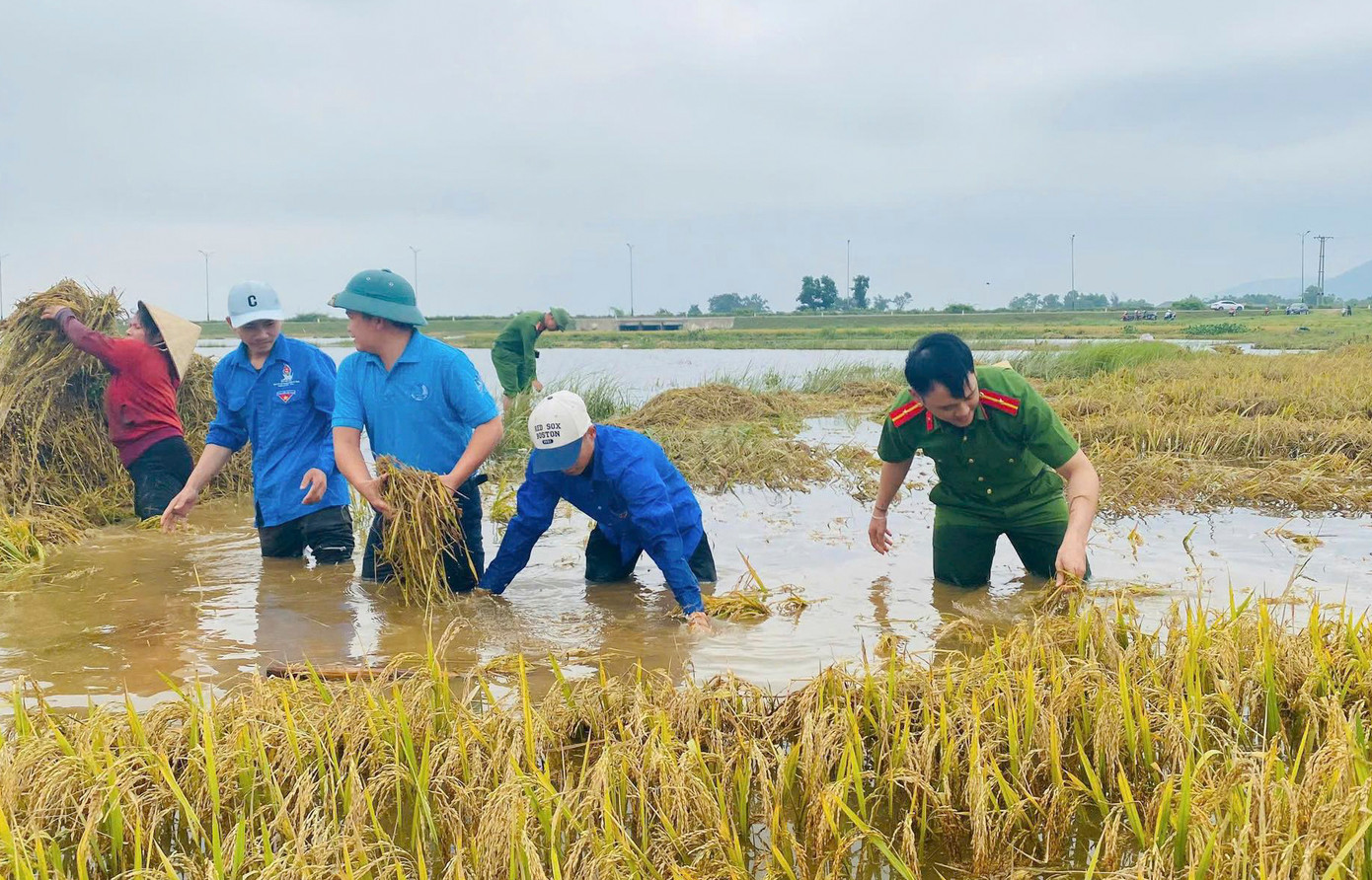 Đoàn thanh niên cùng các lực lượng khác cũng tham gia hỗ trợ người dân thu hoạch diện tích lúa bị ảnh hưởng do mưa lũ.