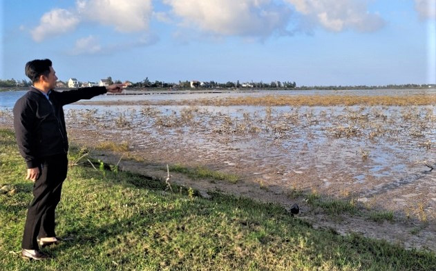 43ha rừng ngập mặn chết hàng loạt.