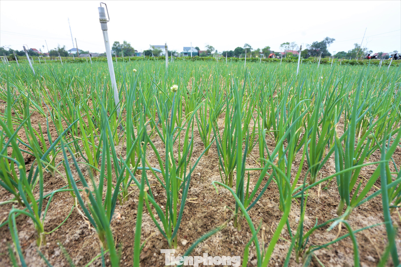 Lãnh đạo UBND xã Thuần Thiện cho hay, toàn xã có hơn 35 ha trồng hành, chủ yếu ở các thôn: Sơn Tiến, Phúc Sơn, Tây Hồ, Lồng Lộng, Cứu Quốc… “Năng suất hành năm nay không cao song giá ổn định. Đây là loại cây giúp người dân có thu nhập cao hơn các loại cây trồng khác”, vị lãnh đạo địa phương thông tin.