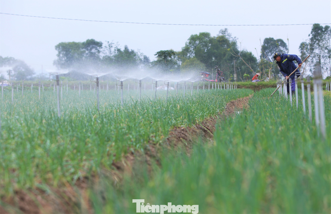 Lãnh đạo UBND xã Thuần Thiện cho hay, toàn xã có hơn 35 ha trồng hành, chủ yếu ở các thôn: Sơn Tiến, Phúc Sơn, Tây Hồ, Lồng Lộng, Cứu Quốc… “Năng suất hành năm nay không cao song giá ổn định. Đây là loại cây giúp người dân có thu nhập cao hơn các loại cây trồng khác”, vị lãnh đạo địa phương thông tin.