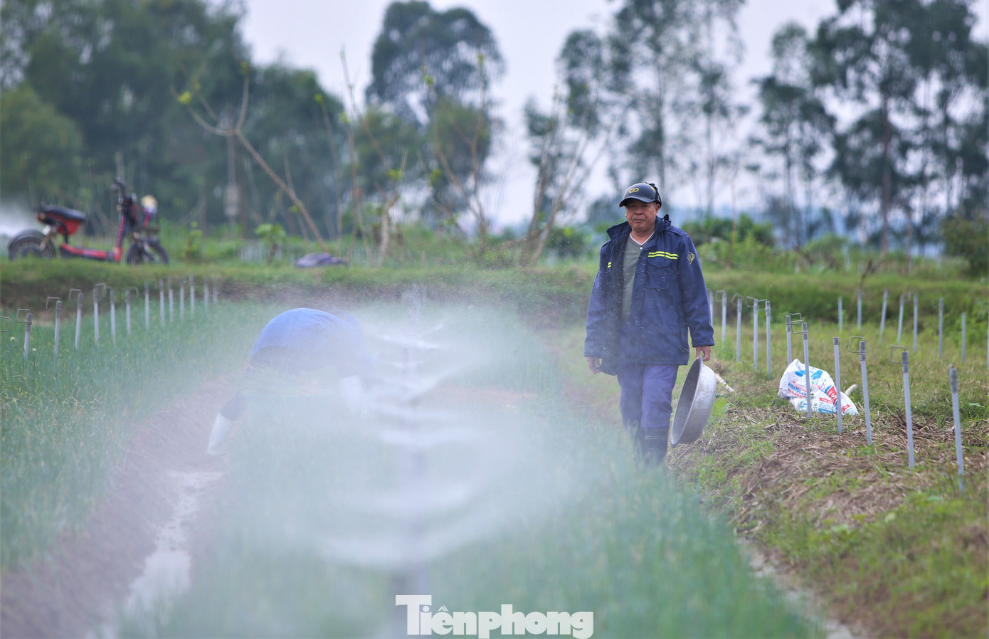 Cứ 2 ngày người trồng sẽ mở hệ thống tưới nước tự động để đảm bảo đủ độ ẩm cho cây hành.