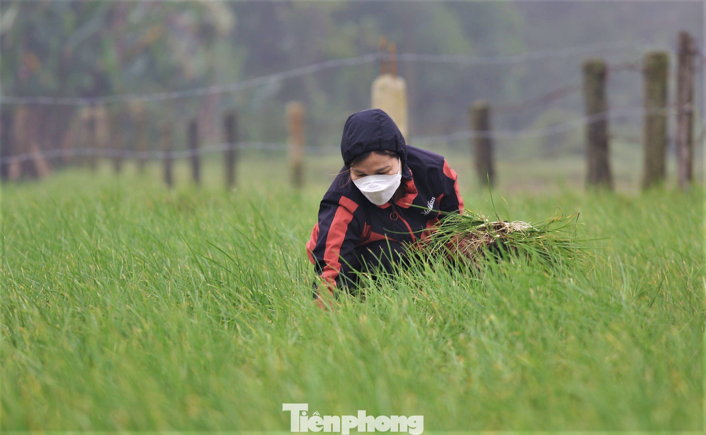 Huyện Can Lộc được xem là vựa hành lớn của Hà Tĩnh, với tổng diện tích trồng trên 200 ha, tập trung tại 3 xã Thiên Lộc, Vượng Lộc và Thuần Thiện.