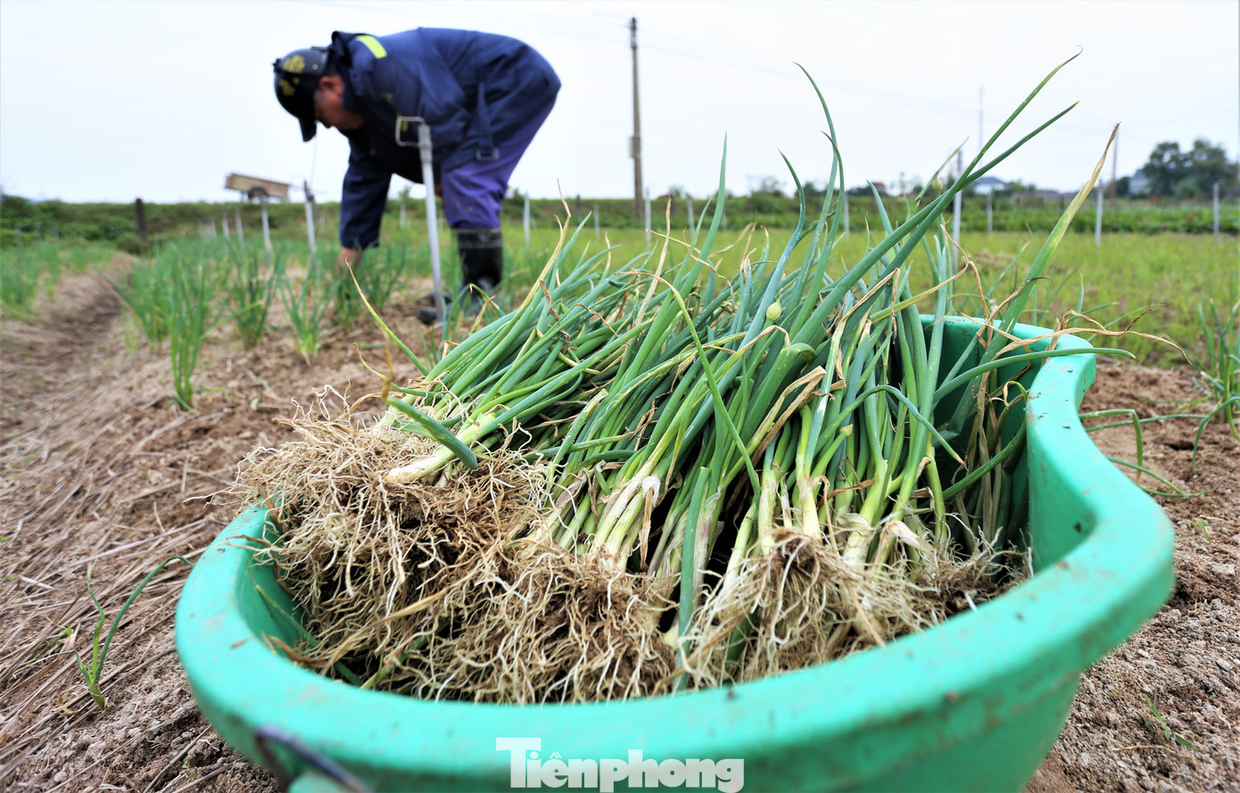 “Năm nay thời tiết không thuận lợi nên sản lượng hành không được cao, năng suất khoảng 6 tạ/sào. Tuy nhiên, giá bán ổn định 15.000 - 20.000 đồng/kg, đã cho thu nhập khá”, ông Phức nói.