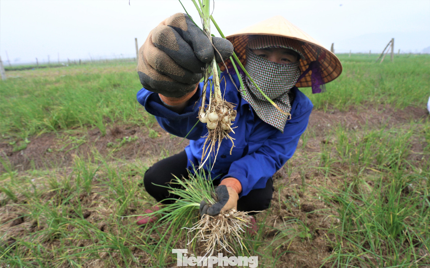 Bà Nguyễn Thị Phước (51 tuổi, trú xã Thiên Lộc) cho biết: “Gia đình trồng hơn 2 sào hành tăm. Từ tháng 6, hành được gieo hạt, mất khoảng 6 tháng, khi lá rụng hết sẽ đào củ lên bán. Năm nay giá hành cao hơn các năm khi đạt từ 90.000 - 110.000 đồng/kg”.