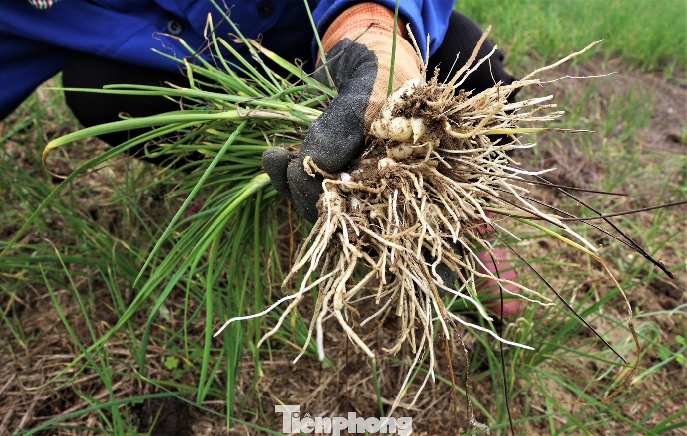 Quá trình chăm sóc, người trồng sẽ tỉa bớt cây kém phát triển, bán với giá 20.000 đồng/kg.