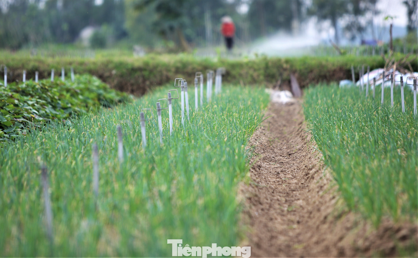 Hành được trồng trên các luống chạy dọc chiều dài ruộng, mỗi luống rộng 1-1,5m, để thuận tiện thu hoạch, chăm sóc.