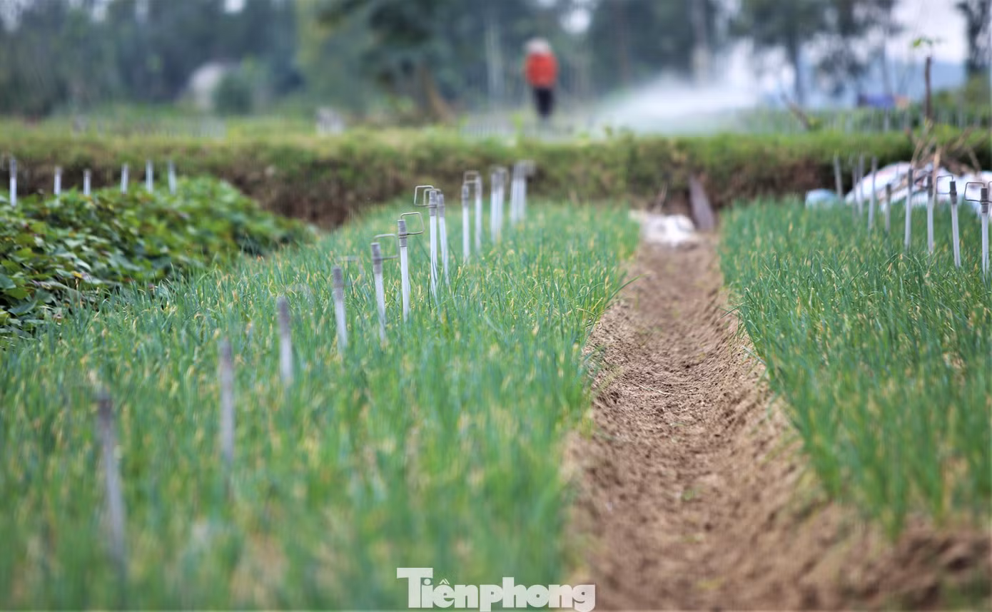 Hành được trồng trên các luống chạy dọc chiều dài ruộng, mỗi luống rộng 1-1,5m, để thuận tiện thu hoạch, chăm sóc.