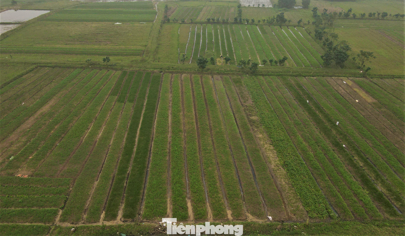 Những ngày này, người dân các xã Thuần Thiện, Thiên Lộc, Vượng Lộc... huyện Can Lộc (Hà Tĩnh) đang tất bật chăm sóc vụ hành lá, hành tăm để chuẩn bị cung ứng cho dịp Tết Nguyên đán. Đây là vùng trồng hành lớn nhất tỉnh với hàng trăm ha.