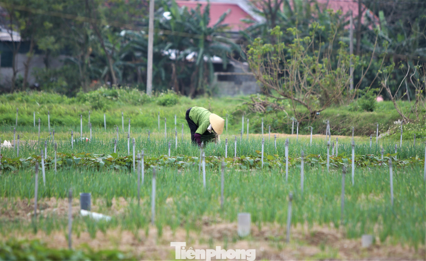 Lãnh đạo UBND xã Thuần Thiện cho hay, toàn xã có hơn 35 ha trồng hành, chủ yếu ở các thôn: Sơn Tiến, Phúc Sơn, Tây Hồ, Lồng Lộng, Cứu Quốc… “Năng suất hành năm nay không cao song giá ổn định. Đây là loại cây giúp người dân có thu nhập cao hơn các loại cây trồng khác”, vị lãnh đạo địa phương thông tin.