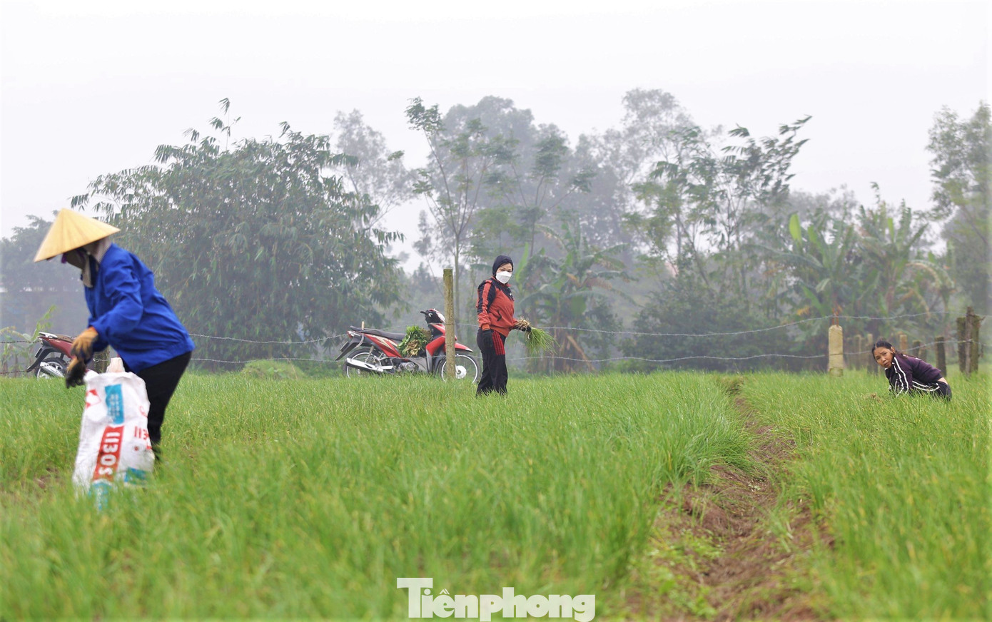 Trên cánh đồng ở xã Thiên Lộc, nhiều người đang chăm sóc, thu hoạch hành tăm (hành củ).