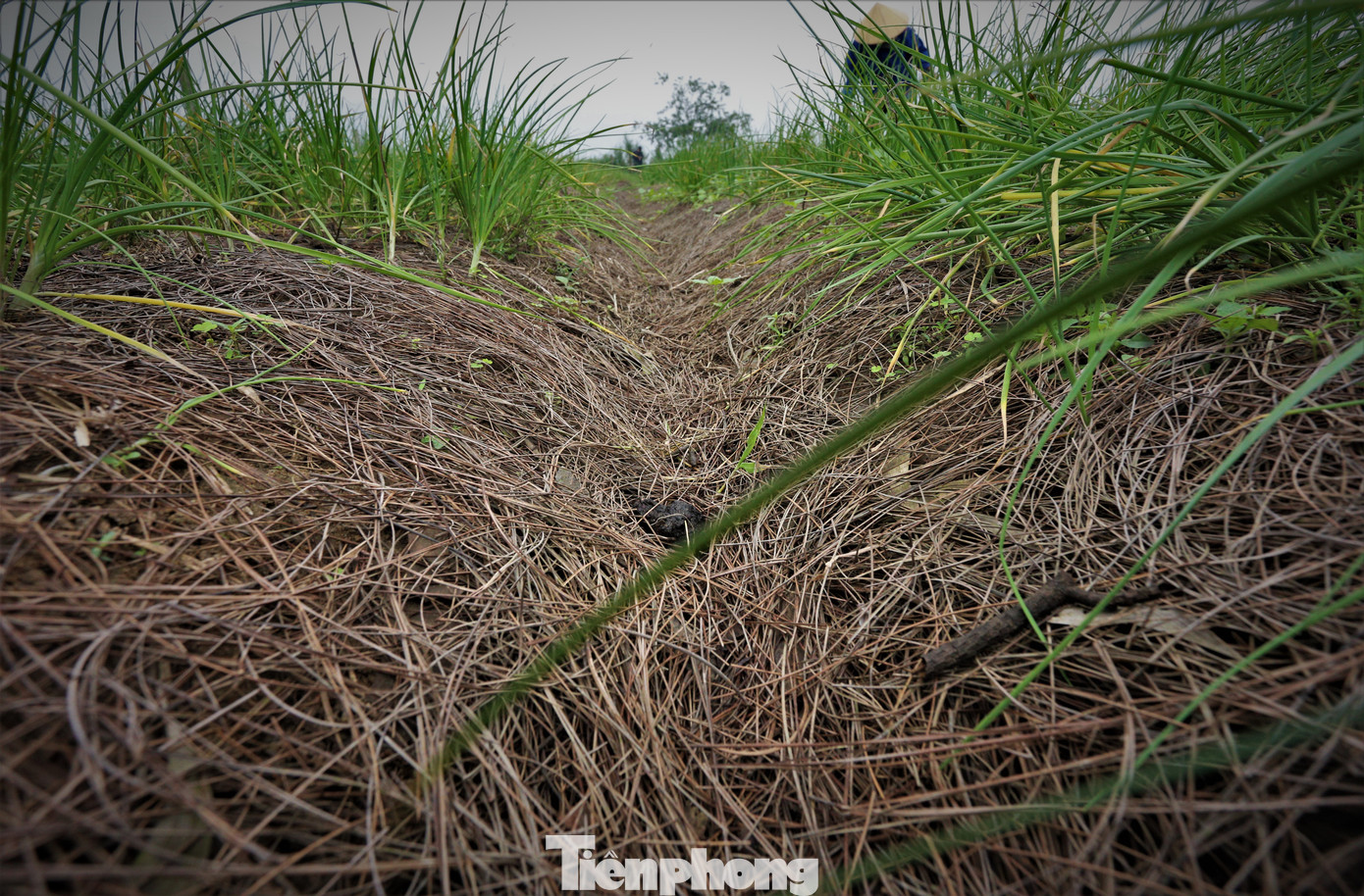 Người dân sử dụng lá cây thông, thực bì cây khác để giữ độ ẩm cho hành.