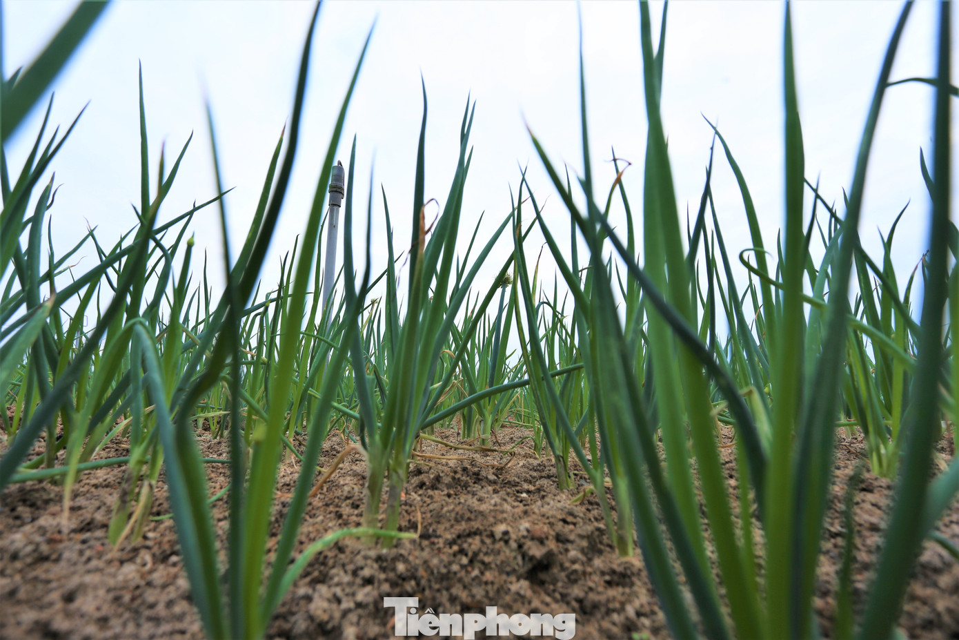 Người trồng cho biết, hành lúc gieo hạt đến thu hoạch mất khoảng 3 tháng. Loại cây này cho giá trị kinh tế cao song đòi hỏi chăm sóc tỉ mỉ. Hành lá trồng quanh năm, nếu như tuân thủ quy trình kỹ thuật thì thời gian cho thu hoạch nhanh.