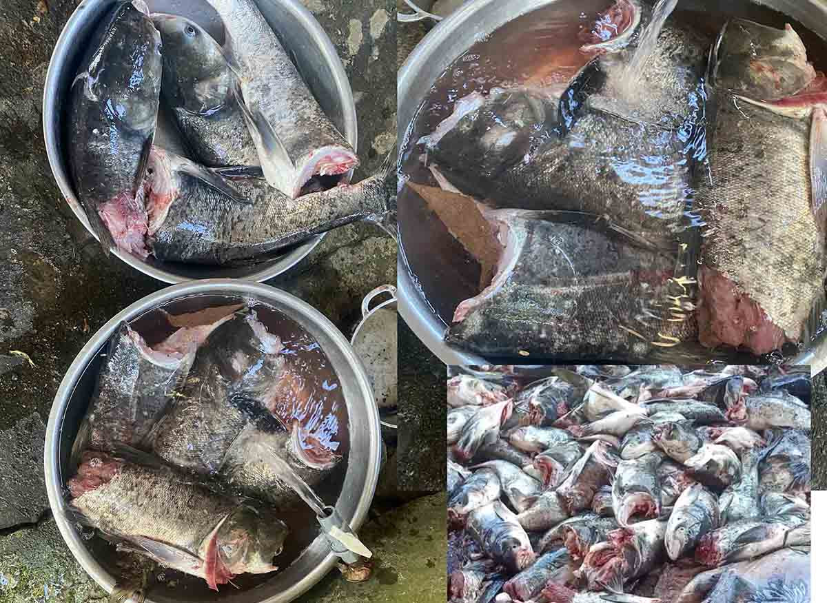 Hình ảnh cá chết do bị tua bin thủy điện chặt đứt được người dân vớt lên. Hình ảnh cá chết do bị tua bin thủy điện chặt đứt được người dân vớt lên.