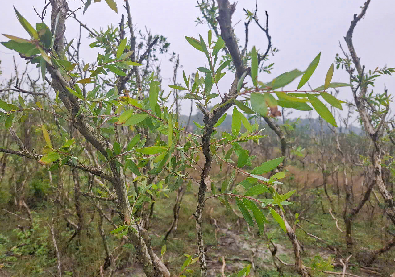 Diện tích rừng tràm ven biển Hà Tĩnh dần bị thu hẹp. Diện tích rừng tràm ven biển Hà Tĩnh dần bị thu hẹp.