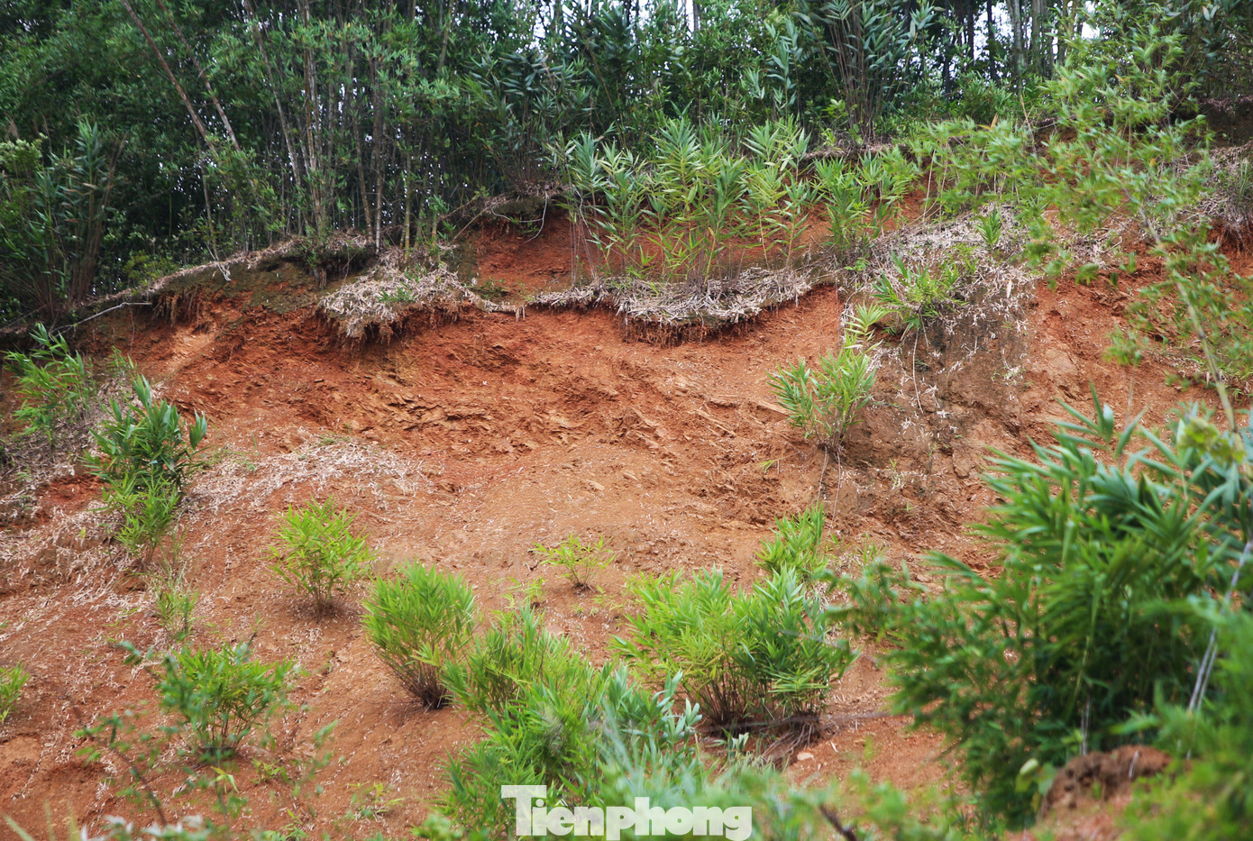 Lớp đất đá mùn yếu vẫn đang treo lơ lửng trên mái ta luy dương cao hàng chục mét. Nếu những ngày tới tiếp tục có mưa thì tình trạng sạt lở sẽ lại tiếp diễn tại những vị trí này.