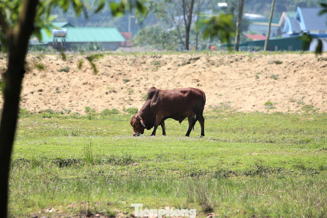 Khu di tích không được xây dựng hàng rào ngăn cách và không có người trông coi. Người dân địa phương tận dụng khu vực này để lùa gia súc, gia cầm vào chăn thả. Khu di tích không được xây dựng hàng rào ngăn cách và không có người trông coi. Người dân địa phương tận dụng khu vực này để lùa gia súc, gia cầm vào chăn thả.