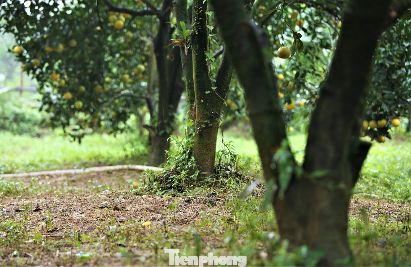 Trồng cam theo hướng VietGAP và được chứng nhận sản phẩm OCOP 3 sao cấp tỉnh từ năm 2019, sản phẩm cam chanh và cam giòn của bà Hiền đã khẳng định được thương hiệu. Mỗi năm 2/3 sản lượng được xuất vào hệ thống siêu thị Hà Tĩnh.