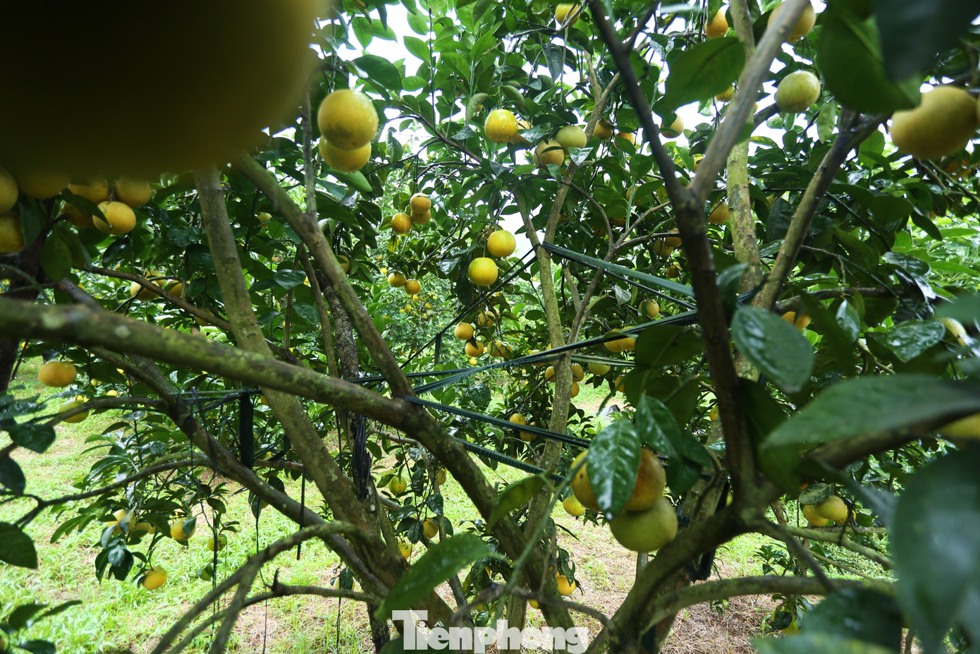 Người trồng phải dùng dây buộc các cành trĩu quả để nâng đỡ, tránh đổ gãy.