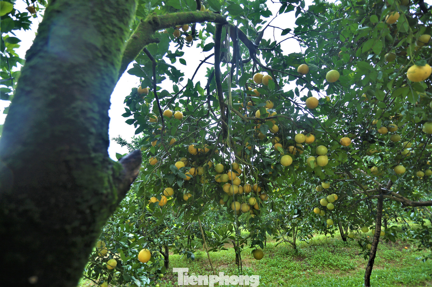 Chủ vườn cho biết vòng đời cây cam từ 18-25 năm là phải trồng lại do cây yếu dần. Tuy nhiên, với kỹ thuật chăm sóc phù hợp, những gốc cam “cổ thụ” vẫn cho quả trĩu cành với vị thơm, ngọt đặc trưng.