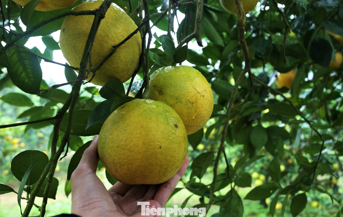 Cam giòn là đặc sản riêng có của vùng đất Thượng Lộc. Hiện nay, người dân đang có xu hướng phát triển cam giòn bằng cách thay thế dần những cây cam chanh kém chất lượng.