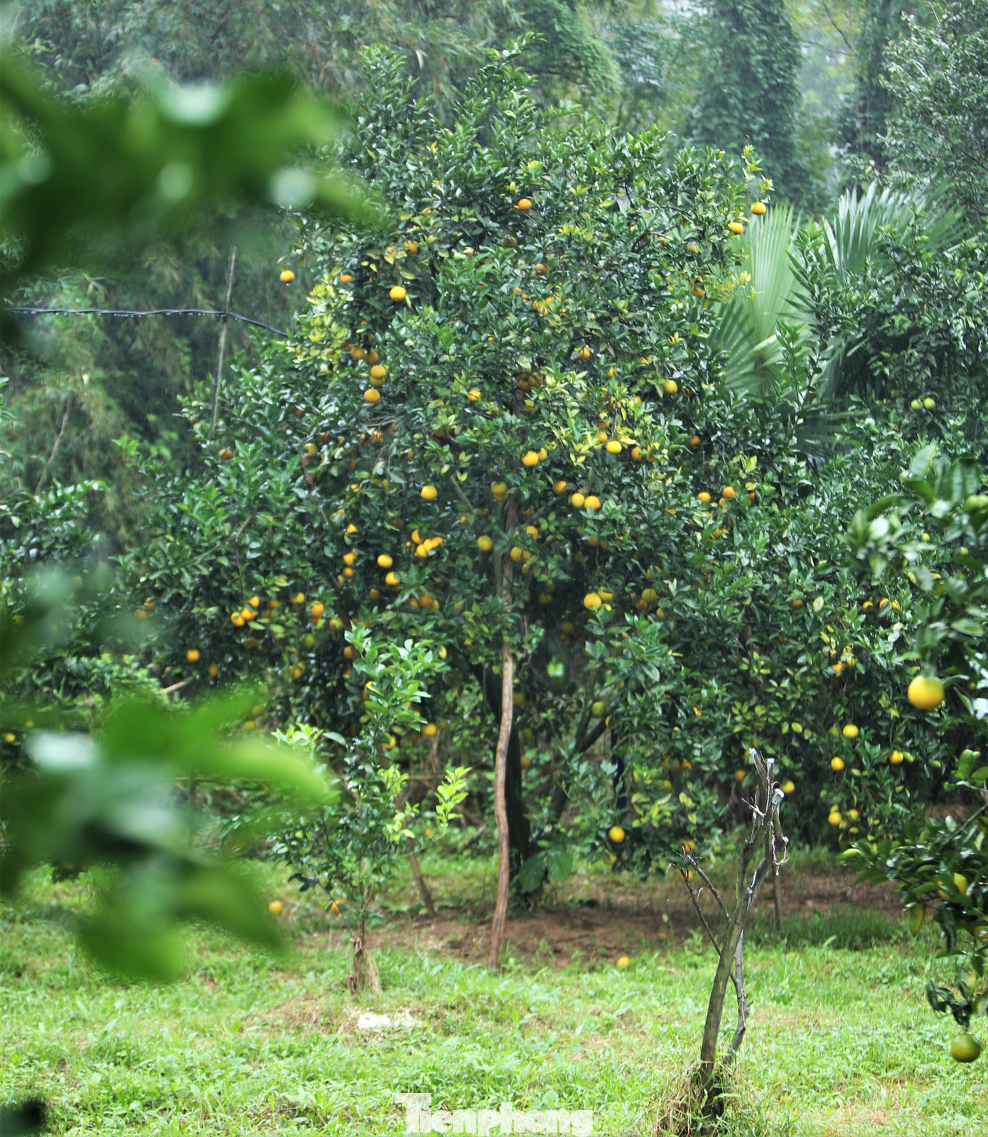 Đồi cam của gia đình bà Hiền đặc biệt hơn với nhiều gốc cam “cổ thụ”, cao 7 m, chi chít quả. “Hơn 1.000 gốc cam nhưng chỉ còn khoảng 30 cây cam chanh có tuổi đời 17-18 năm, trong đó một vài cây được ngành nông nghiệp kiểm tra, chọn là cây đầu dòng. Đây là giống cam quả to, mọng nước, sản lượng 1,5-3 tạ/cây”, chủ vườn cho hay.