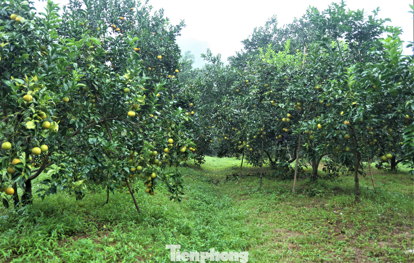 Xã Thượng Lộc được xem là “thủ phủ” trồng cam của huyện Can Lộc (Hà Tĩnh) với hơn 600 hộ trồng trên diện tích hơn 230 ha. Nơi đây nổi danh với đặc sản cam giòn, cam chanh.