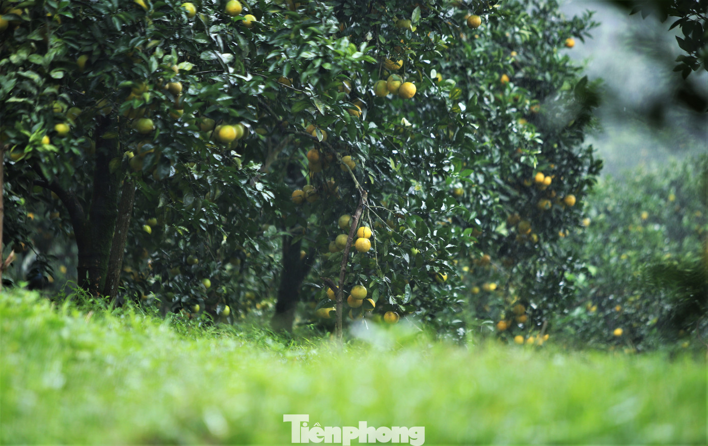 Ông Nguyễn Hải - Phó Chủ tịch UBND xã Thượng Lộc - cho biết: “Cam được trồng chủ yếu ở các thôn Anh Hùng, Sơn Bình, Nam Phong, Đông Phong… Năm nay sản lượng cam toàn xã đạt hơn 1.800 tấn, cho giá trị kinh tế hàng chục tỷ đồng. Cây cam vì thế trở thành cây trồng giúp người dân địa phương thoát nghèo, mang lại thu nhập khá”.