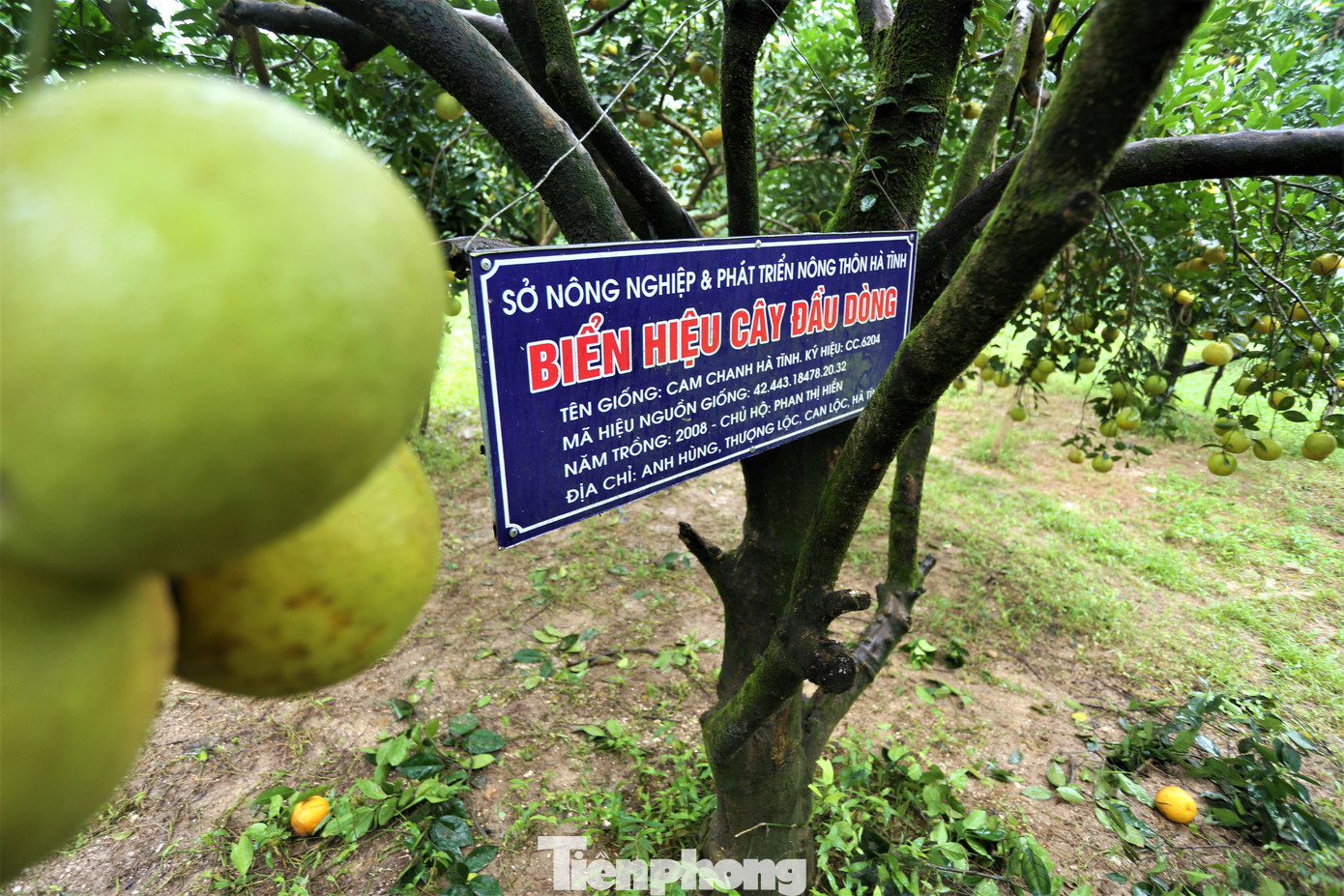 Sở Nông nghiệp và Phát triển nông thôn Hà Tĩnh gắn biển hiệu cây cam chanh đầu dòng cho một số gốc cam cho chủ hộ.