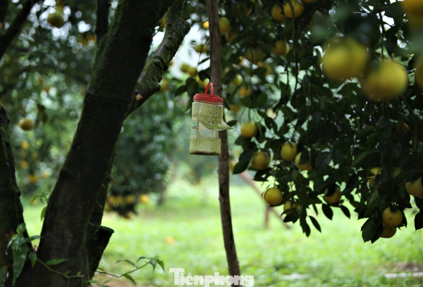 Cây cam được đánh giá là loài cây “khó tính”, để đảm bảo độ sạch, chủ vườn áp dụng thuốc bảo vệ thực vật sinh học, dùng miếng dính sâu bọ.