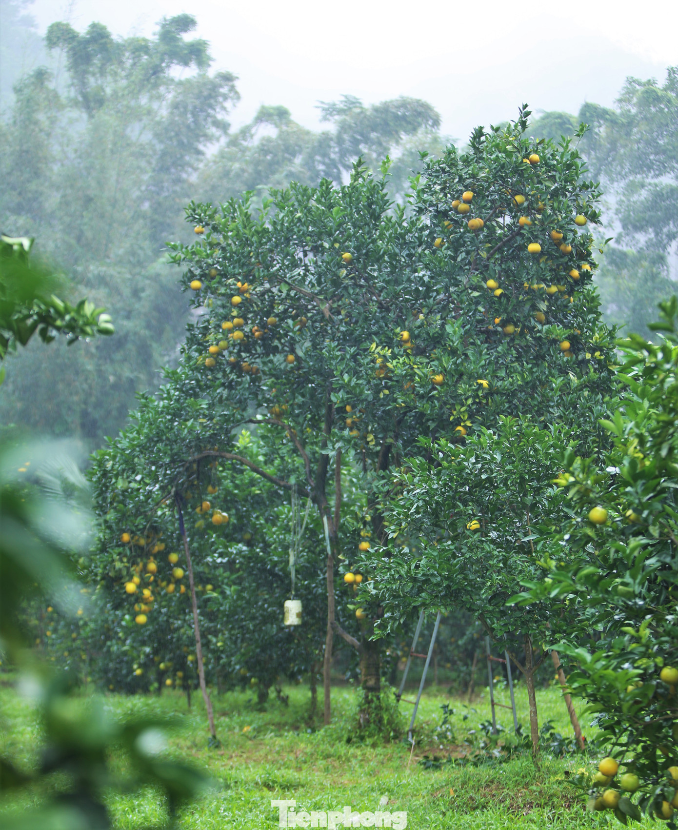Đồi cam của gia đình bà Hiền đặc biệt hơn với nhiều gốc cam “cổ thụ”, cao 7 m, chi chít quả. “Hơn 1.000 gốc cam nhưng chỉ còn khoảng 30 cây cam chanh có tuổi đời 17-18 năm, trong đó một vài cây được ngành nông nghiệp kiểm tra, chọn là cây đầu dòng. Đây là giống cam quả to, mọng nước, sản lượng 1,5-3 tạ/cây”, chủ vườn cho hay.