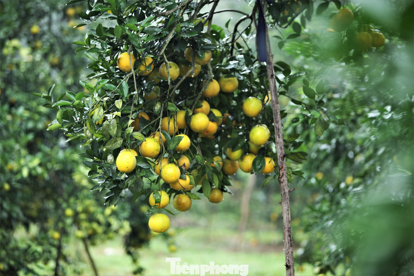Các gốc cam cổ thụ vẫn cho quả sai trĩu, vàng mọng.