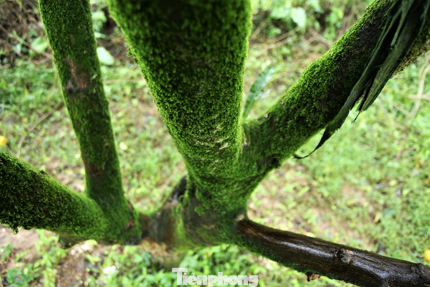 Những cây cam chanh cả chục năm tuổi với gốc to lớn, thân cành phủ đầy rêu phong.